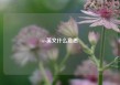 uv英文什么意思