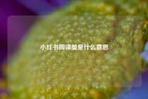 小红书阅读量是什么意思
