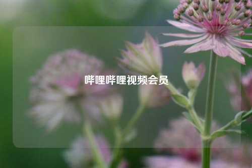 哔哩哔哩视频会员  第1张